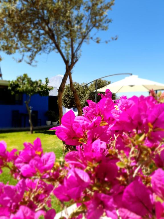 a bunch of pink flowers with a tree in the background at The first real Bed & Breakfast Hiking Hotel 'The Office' in Arequipa, Peru in Arequipa