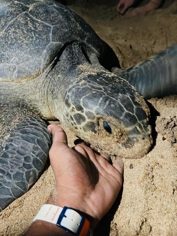 a man is petting a green sea turtle at Frangipani Beach Villa in Tangalle