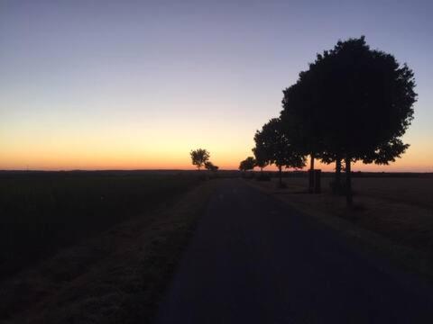 a dirt road with trees in a field at sunset at chambre en colocation in Bust