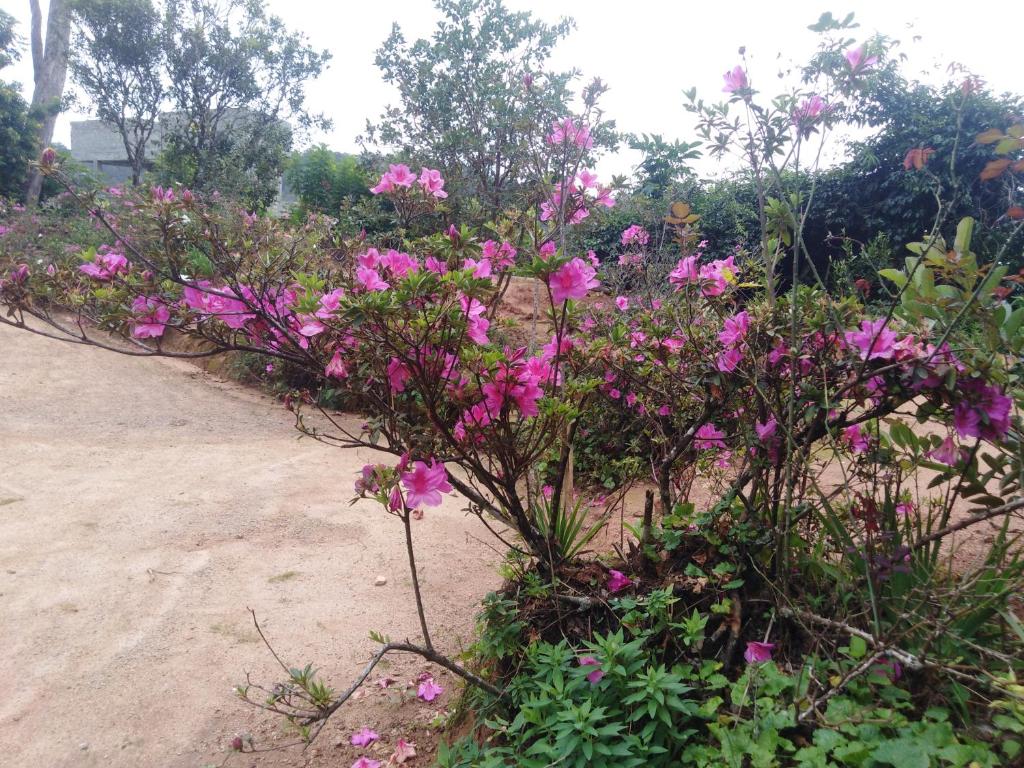 Forest Cyniciam Homestay - 6