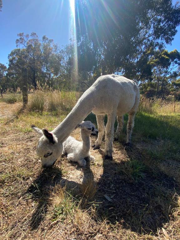 Holiday homes & houses for rent in South Australia