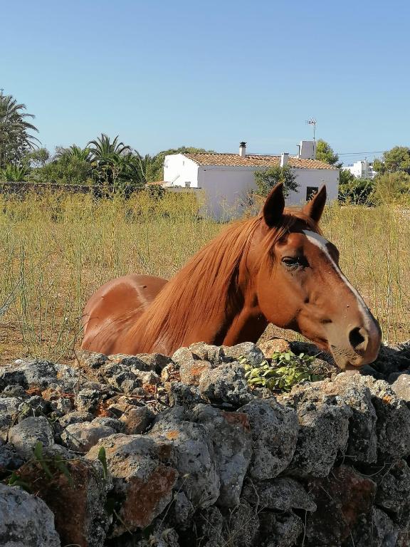 Fotografie z fotogalerie ubytování Apto. S'aigua dolça 2 v destinaci Son Carrio