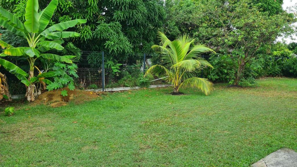 a yard with two palm trees and a fence at Villa de 3 chambres avec piscine privee jacuzzi et jardin clos a Baie Mahault in Baie-Mahault