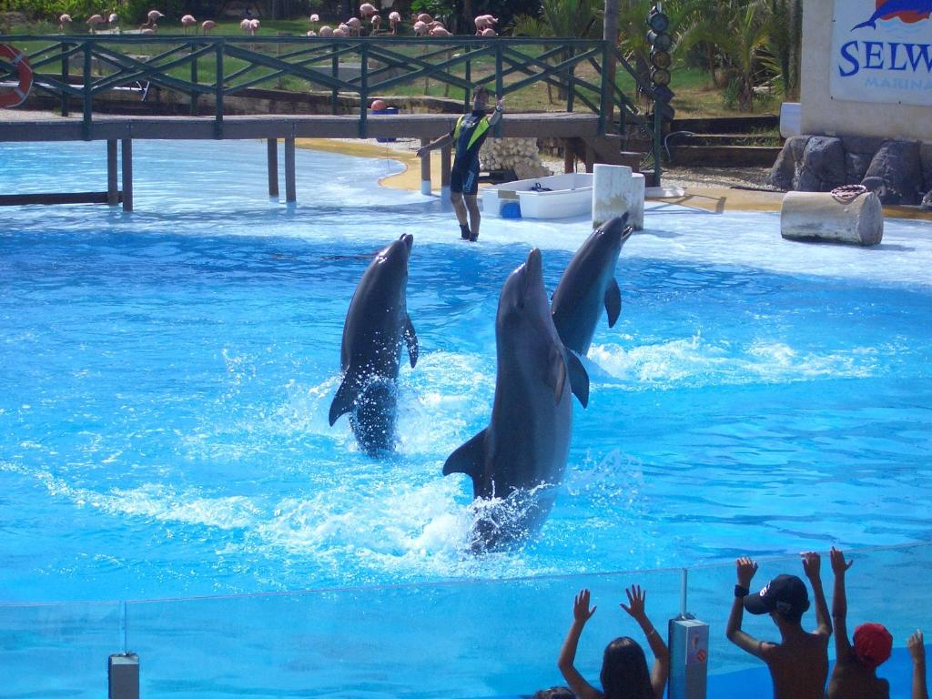 dwa delfiny w wodzie przed ludźmi w obiekcie Puerto Marina Beach & Golf w mieście Benalmádena