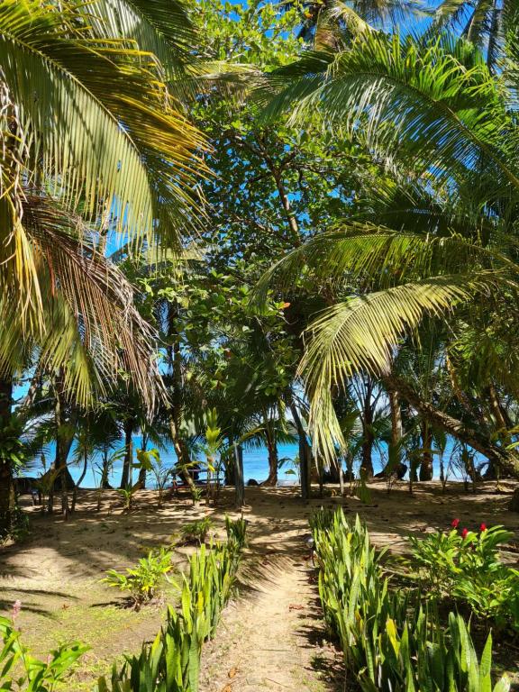 un camino de tierra con palmeras en una playa en Drago Beach House - Private Beach, en Boca del Drago