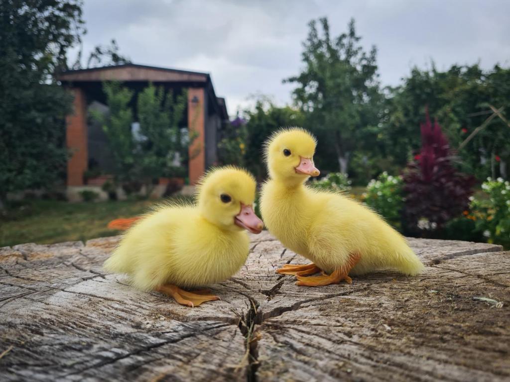 Zvířata v penzionu nebo okolí