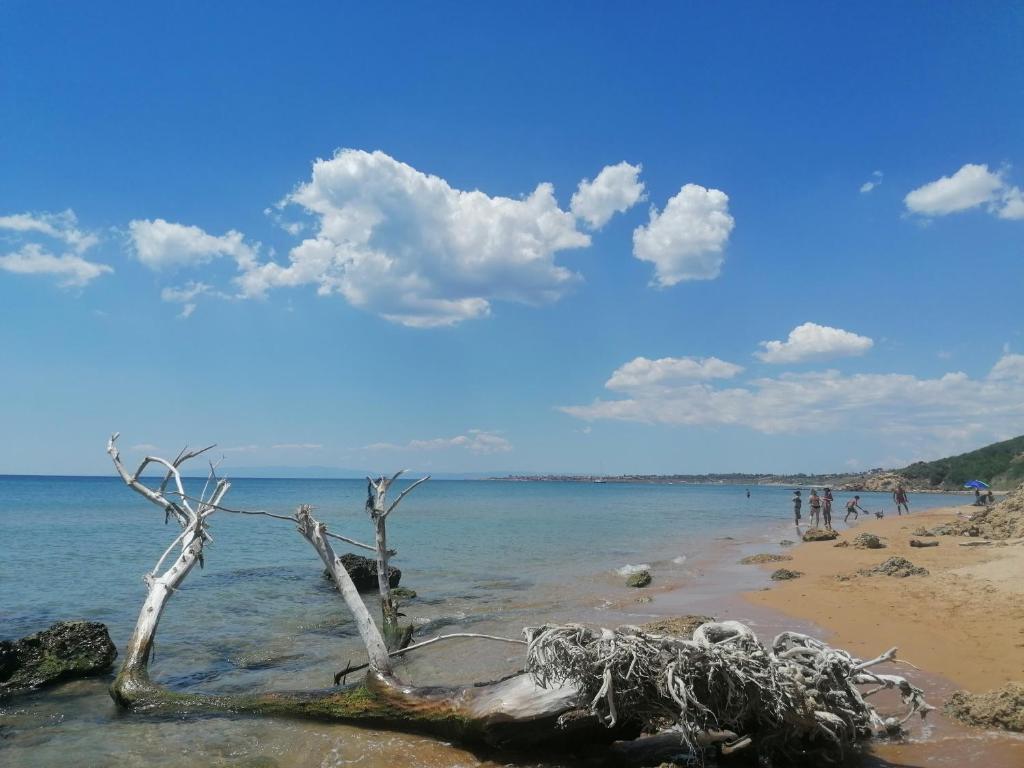 Un albero morto su una spiaggia con persone in acqua di Casa vacanza a Casa dello Stumio