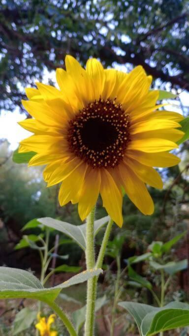 La casita del bosque, en el río.