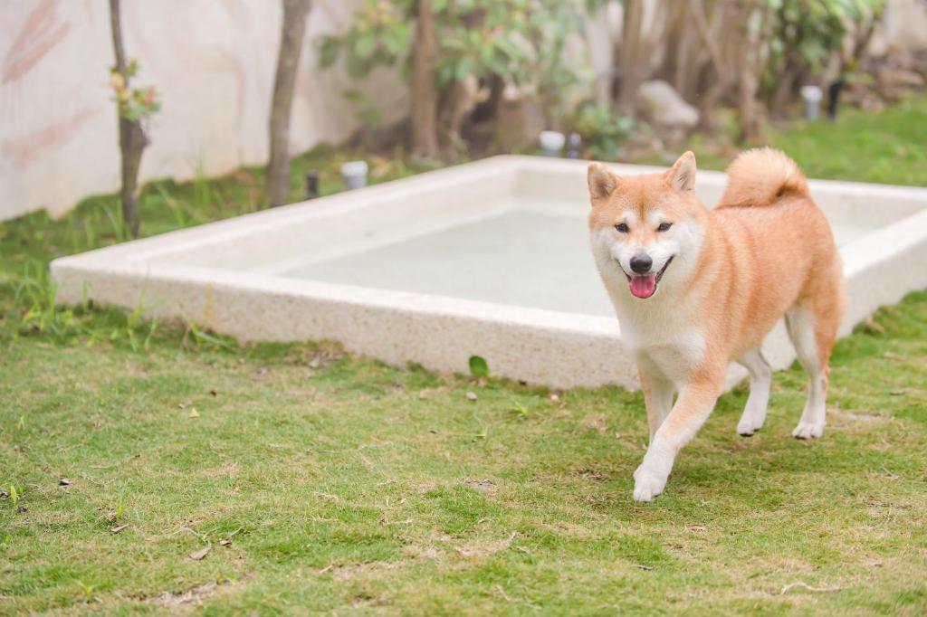 Ospiti di Taitung Homeabout Pet Friendly Hall con animali domestici