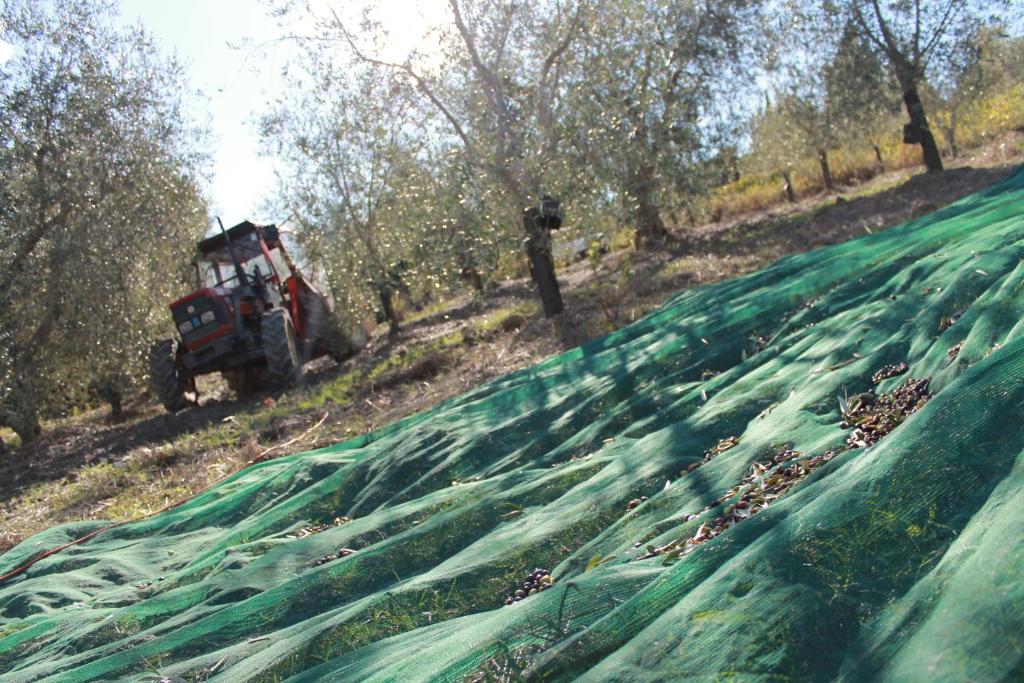 Hostia v ubytovaní Agriturismo Il Poderuccio