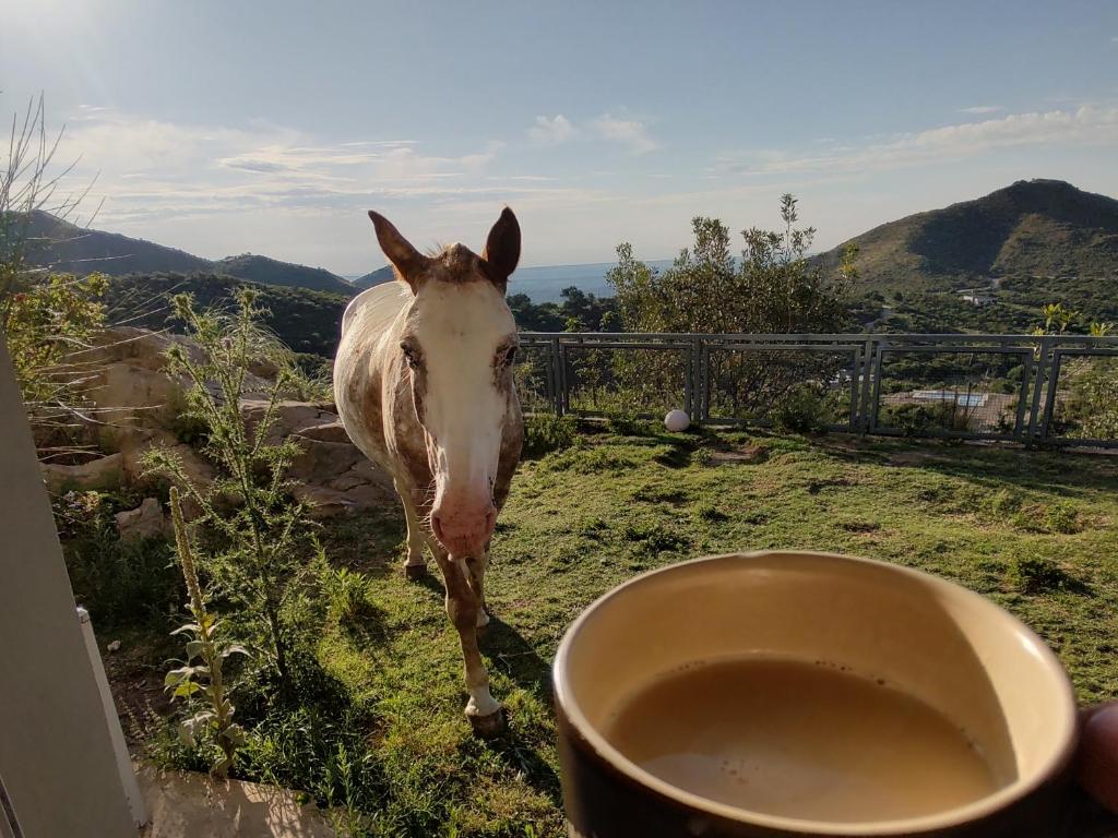 un caballo parado en el césped junto a una taza en Potrero del Rey en Estancia Grande