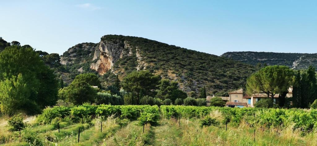 een wijngaard met een berg op de achtergrond bij Maison au pied des collines du Luberon à Lourmarin hameau des Lointes Bastides in Lourmarin
