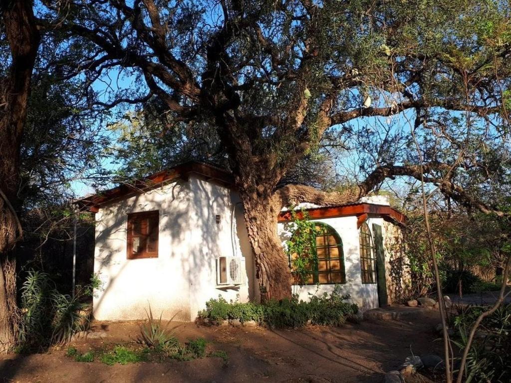 a small white house under a large tree at Cabaña Hannah in San Marcos Sierras
