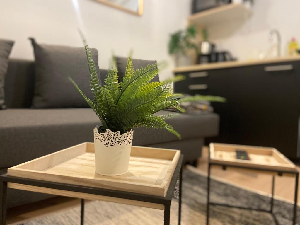 a potted plant sitting on a table in a living room at Studio entièrement refait a neuf - 170 in Rouen