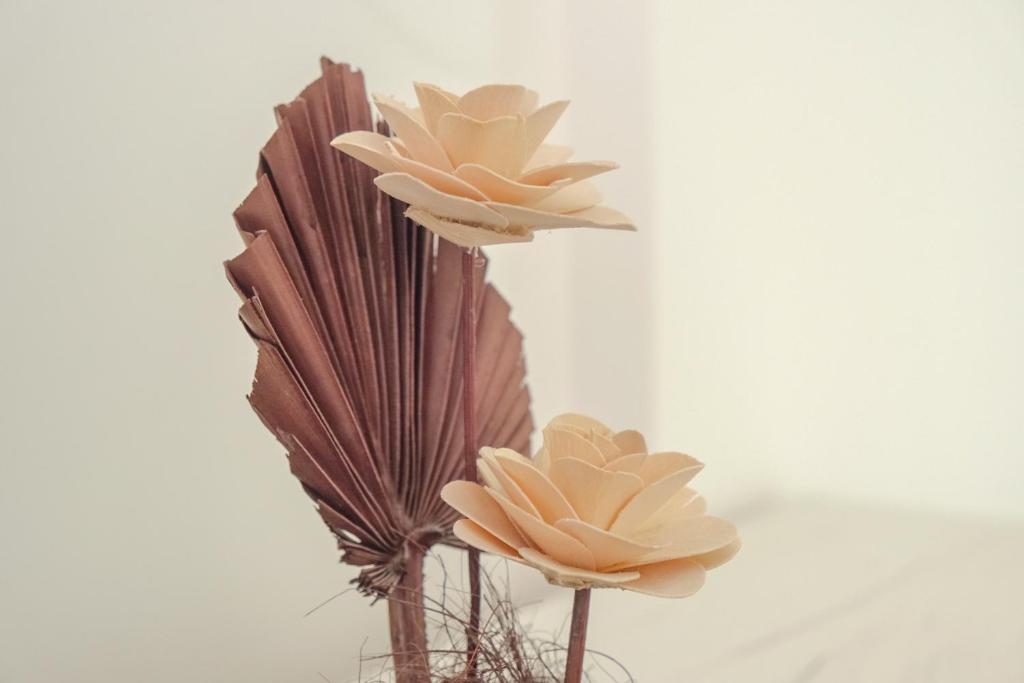 President Kop Alex - Resim 15