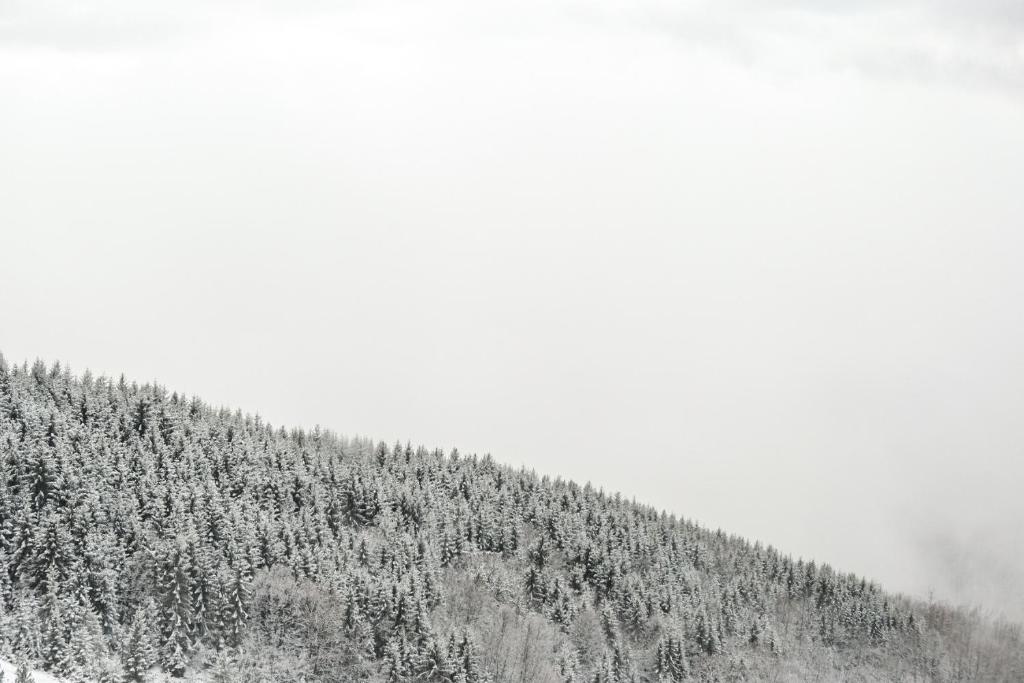 President Kop Alex - Resim 23