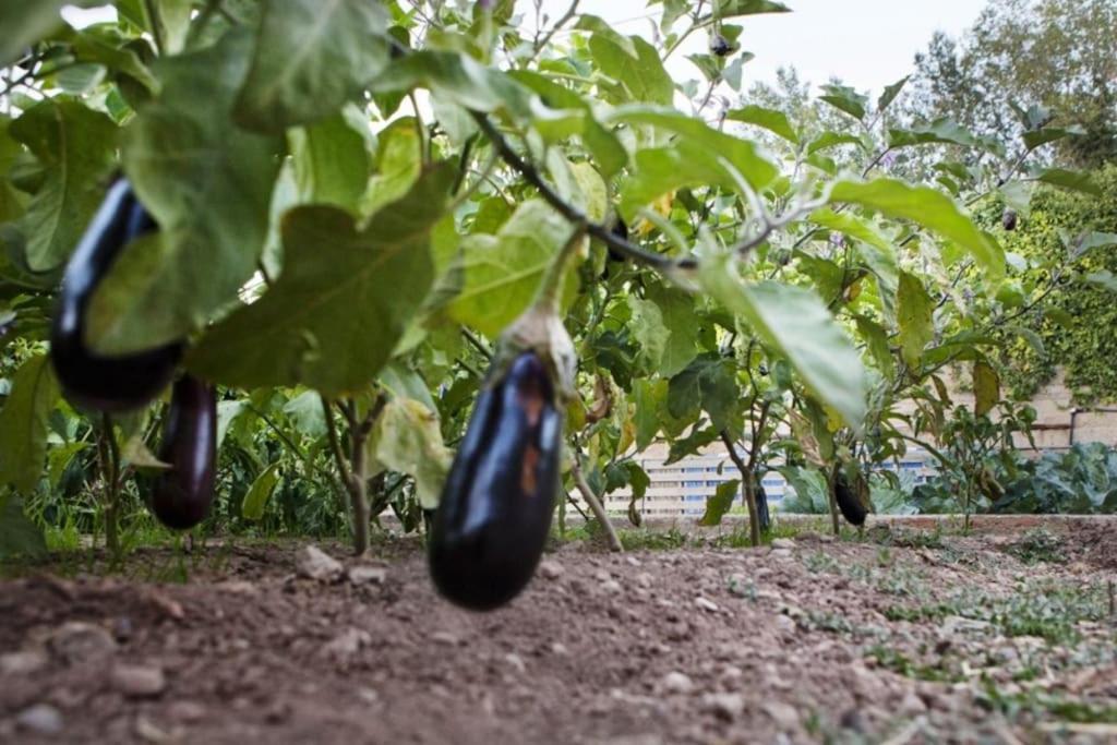 Zahrada ubytování Casa Rural Espasa
