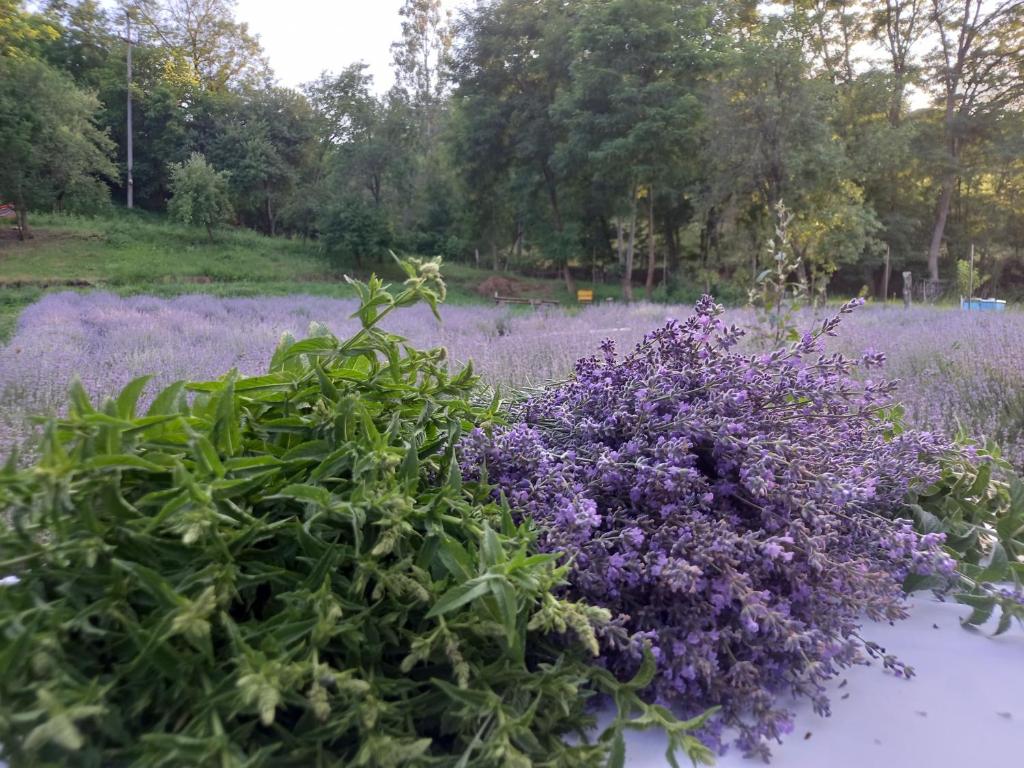 a bunch of purple flowers in a field at Casa cu levănțică in Balşa