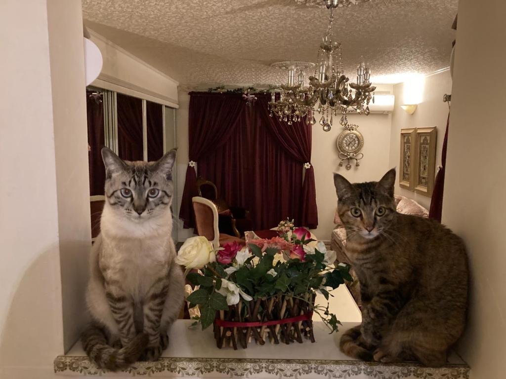 two cats sitting on a table next to a vase of flowers at Otsu - House / Vacation STAY 2968 in Otsu