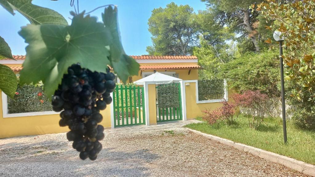 a bunch of grapes hanging in front of a house at Case Barone di Muro in Torre dell'Orso