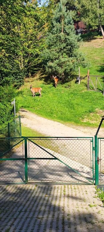 Zvieratá v apartmáne alebo blízkom okolí