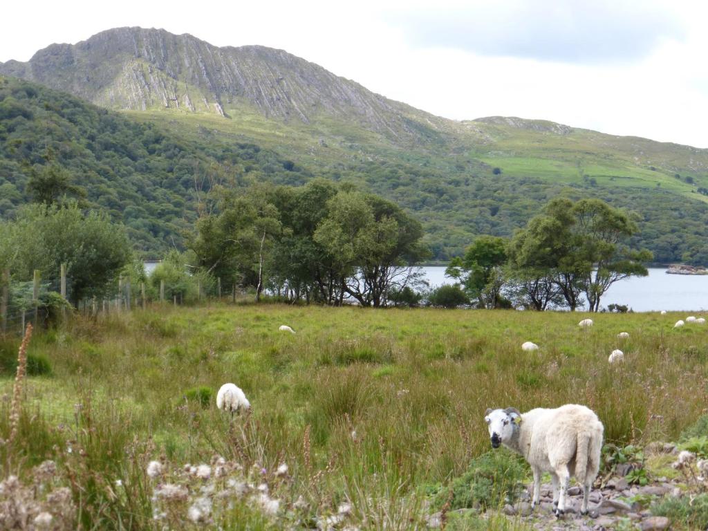a herd of sheep grazing in a grassy field at Oakfield in Kenmare