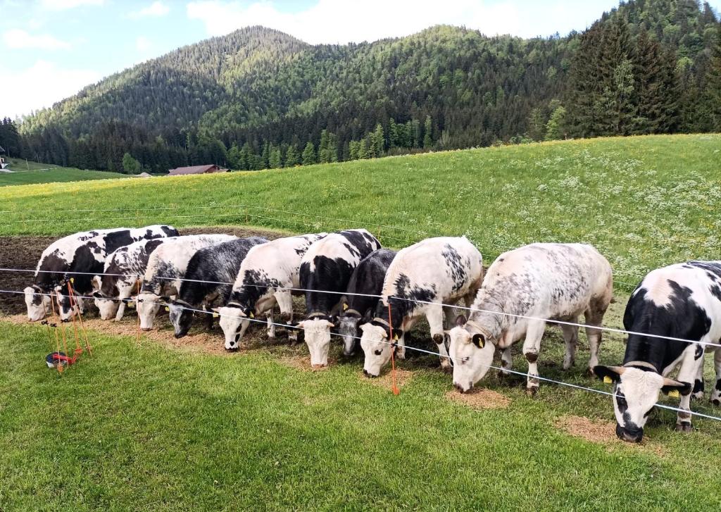 Zwierzęta w gospodarstwie agroturystycznym lub w pobliżu