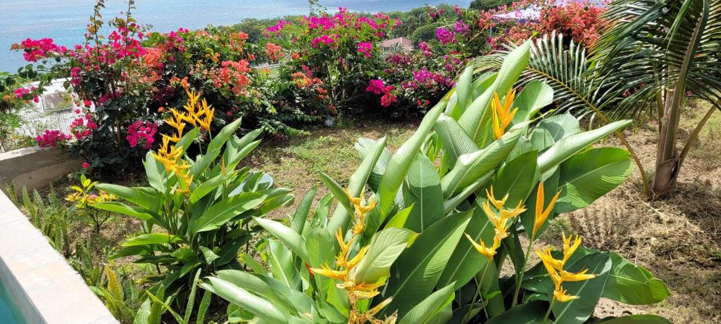 Zahrada ubytování VILLA CARAIBES vue mer exceptionnelle