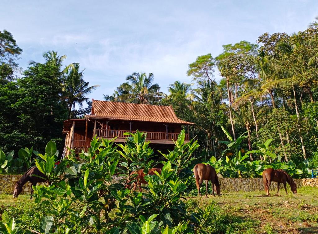 un grupo de caballos pastando frente a una casa en Havana Horses Lodge en Tingkirtengah