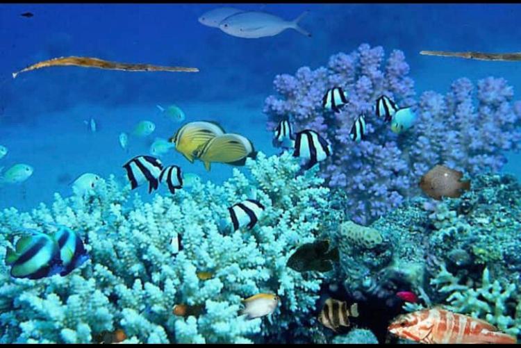 eine Gruppe von Fischen, die um ein Korallenriff schwimmen in der Unterkunft Eilat Charming Studio-Balcony in Eilat