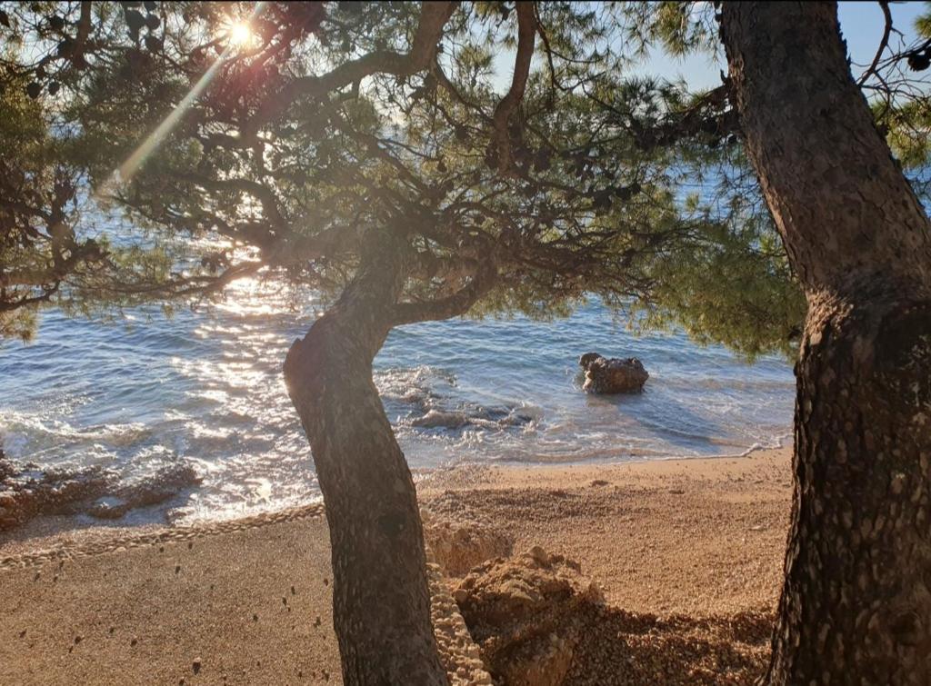 Fotografia z galérie ubytovania Apartment Mišković v destinácii Makarska