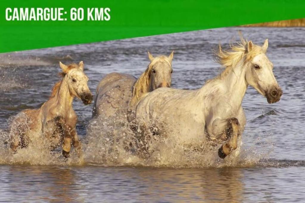 Zvieratá v apartmáne alebo blízkom okolí
