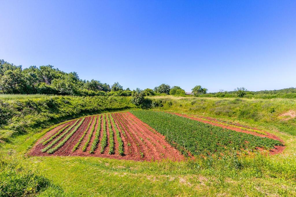 un campo lleno de plantas rojas en un campo en Sonniges Ferienhaus inmitten grüner Natur, en Grandići