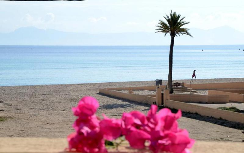 eine rosa Blume vor einem Strand mit einer Palme in der Unterkunft SEASIDE HOUSES in Alcúdia