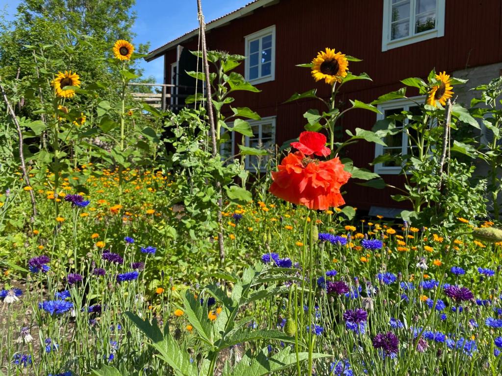 Zahrada ubytování Hälsingegården Erik-Anders