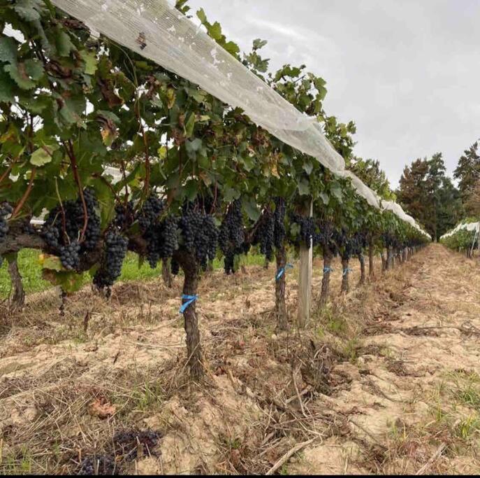 a row of grapes on trees in a field at La Casa de la Huerta in Tarija