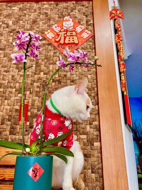 a cat wearing a shirt sitting next to a potted plant at 墾丁大街Kenting Night Market-福賓別館 Fu Bin Inn in Kenting