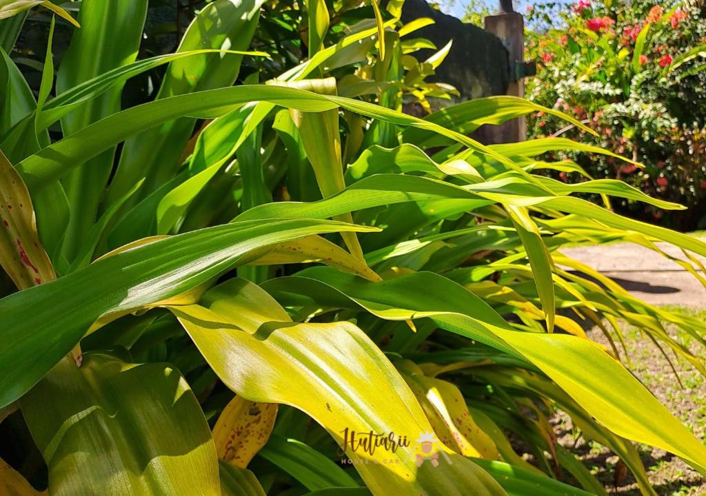 Hutiarii house & car & excursions Raiatea - photo 11 - Raiatea, Polynésie
