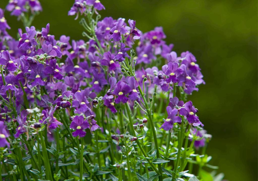 Kingsmills Hotel - Resim 38