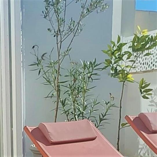 een kamer met twee stoelen en een plant aan de muur bij Entre Catedrales Terrace in Sevilla