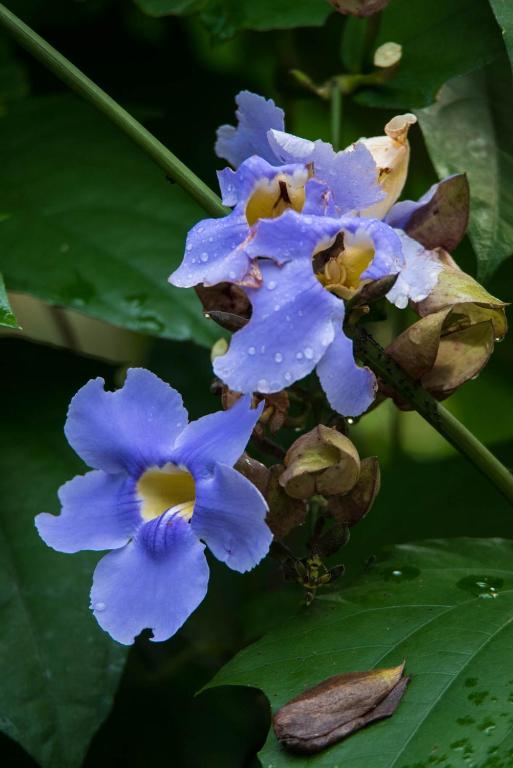 Zahrada ubytování Wanakaset Panama