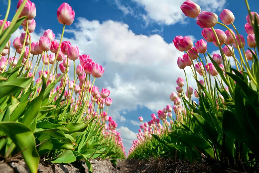 a row of pink tulips in a garden at Bed&Bulbs in Hillegom