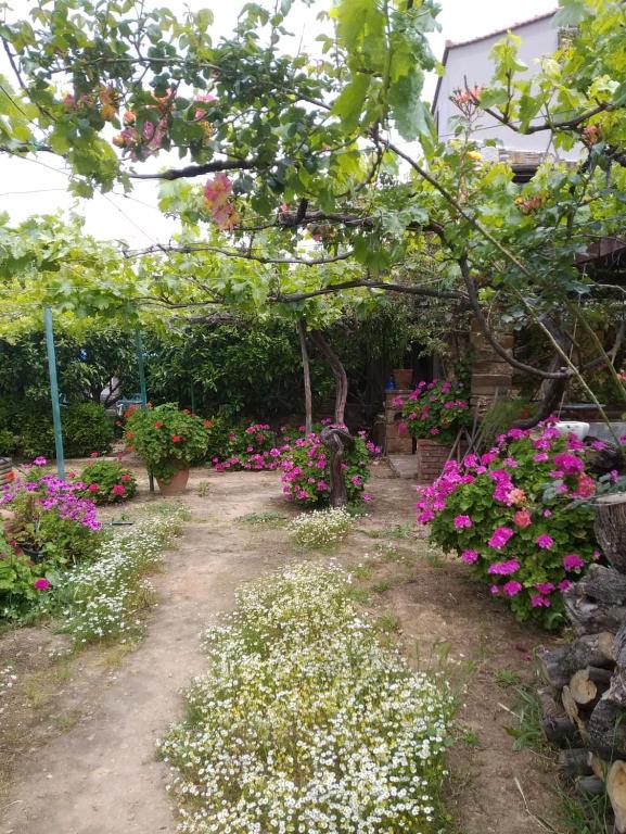 A garden outside Venetis Luxury Apartments