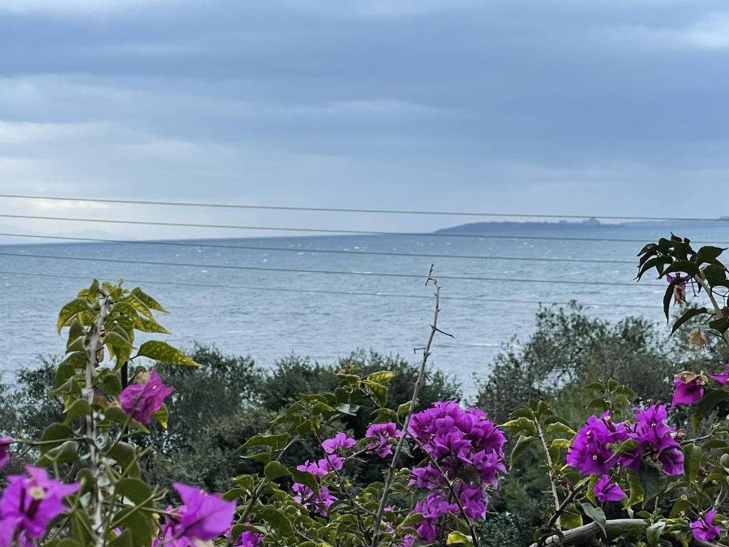 バルバティにあるHotel panorama sea viewの海を背景に紫花畑