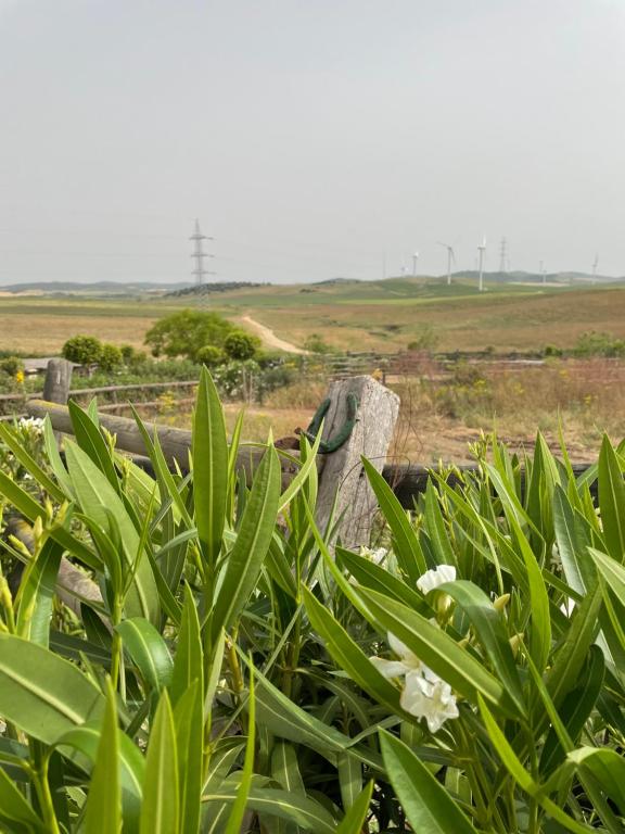 a fence with green plants and white flowers at Casa La Siesta in Vejer de la Frontera