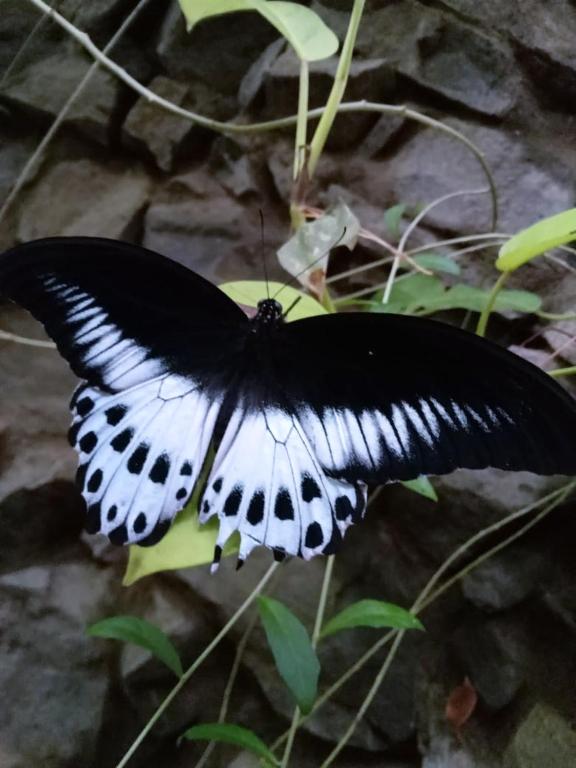 Tissa Rainbow Guest & Yala - 14