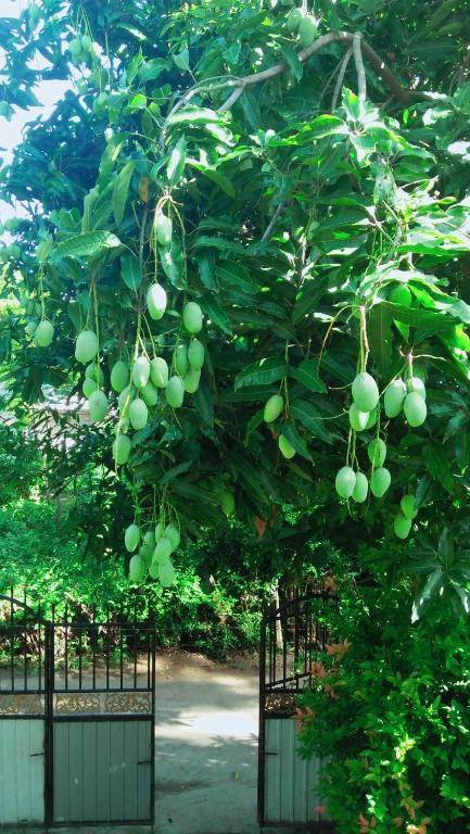 Tissa Rainbow Guest & Yala - 3