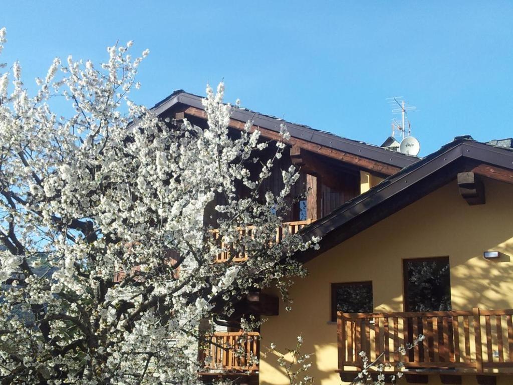 a tree with white flowers in front of a house at La Vigne de Papagran in Aosta