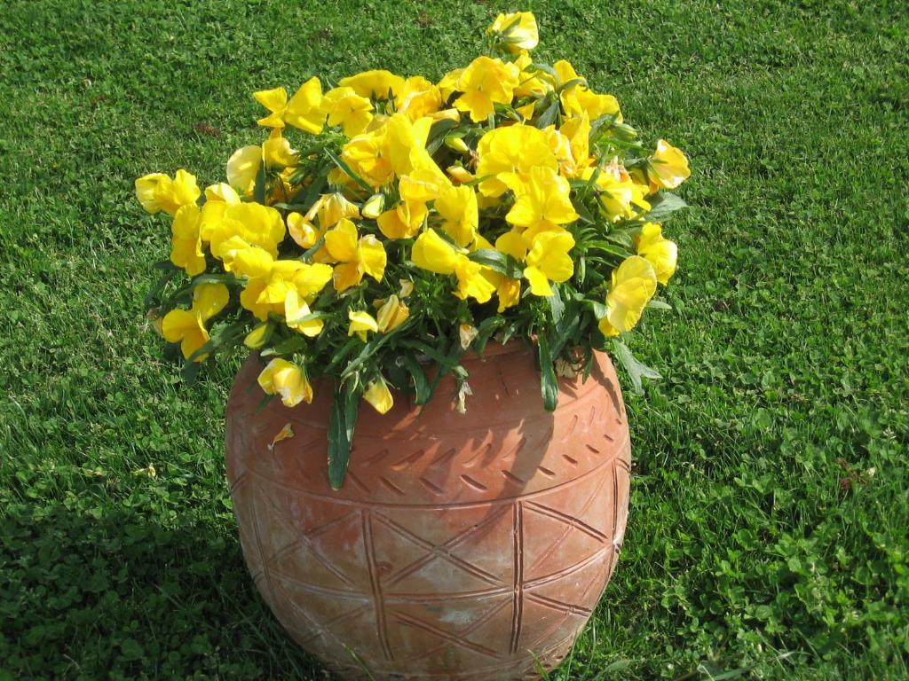 a vase filled with yellow flowers in the grass at Vila Kosta City Center Port in Ohrid