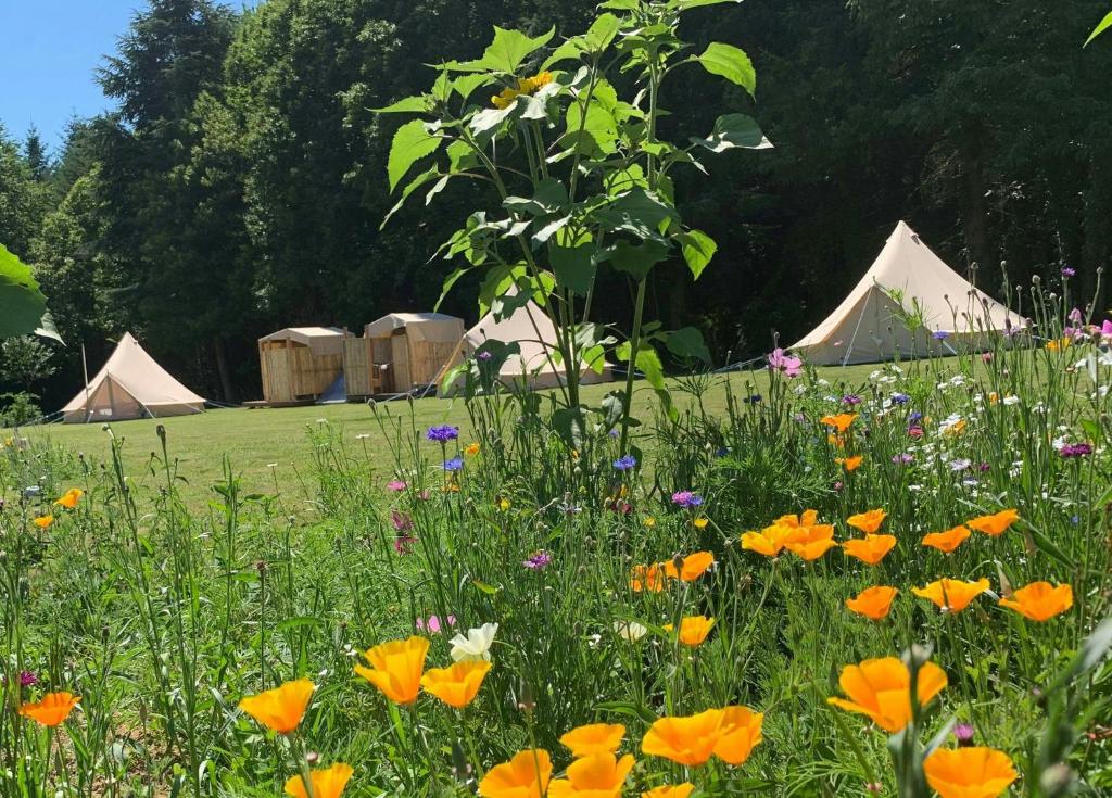 a field of flowers with tents in the background at Au Pré Fleuri Eco Glamping in Le Lindois